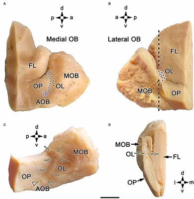 The olfactory limbus of the red fox (Vulpes vulpes). New insights regarding a noncanonical olfactory bulb pathway